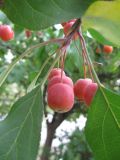 Malus prunifolia. Плоды с характерной неглубокой ямкой вокруг черешка. С-Петербург, 21 сентября 2008 г.