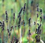 Betonica officinalis. Верхушки высохших плодоносящих растений. Московская обл., Раменский р-н, окр. ж.-д. платформы Хрипань, просека под ЛЭП. 08.09.2014.