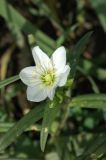 Cerastium bungeanum