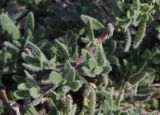 Thymus × littoralis. Побег. Крым, Арабатская стрелка, степь на ракушечнике. 25.07.2009.