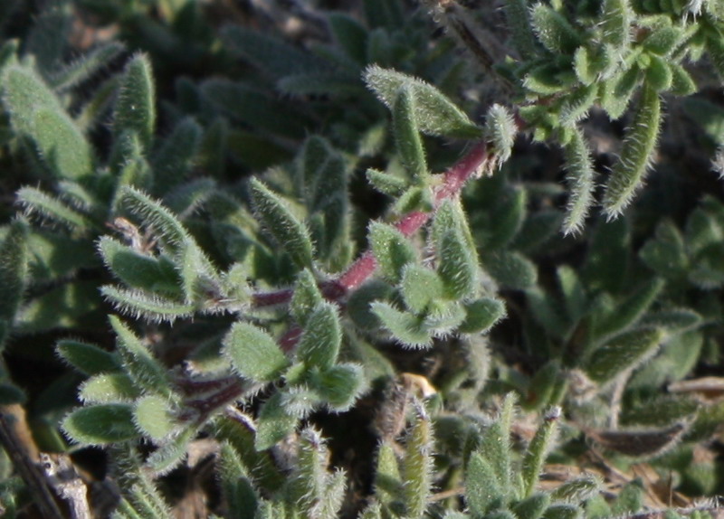 Image of Thymus × littoralis specimen.