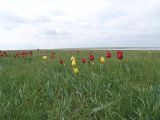 Tulipa suaveolens
