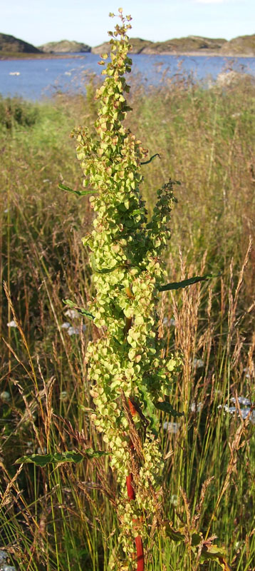 Изображение особи Rumex longifolius.