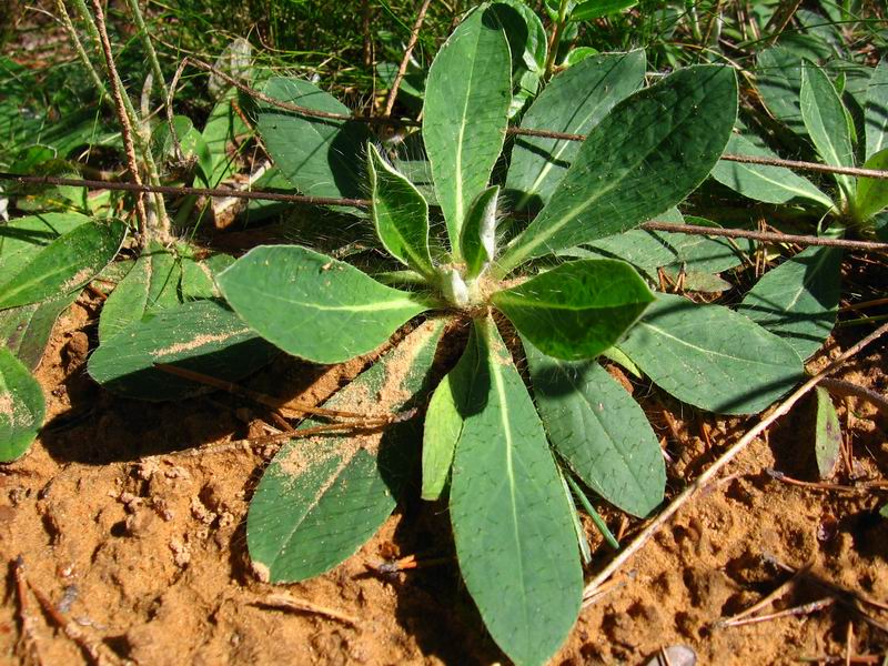 Image of Pilosella officinarum specimen.