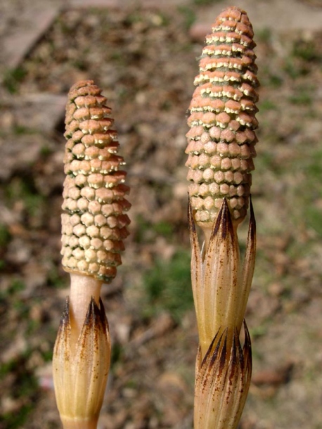 Image of Equisetum arvense specimen.