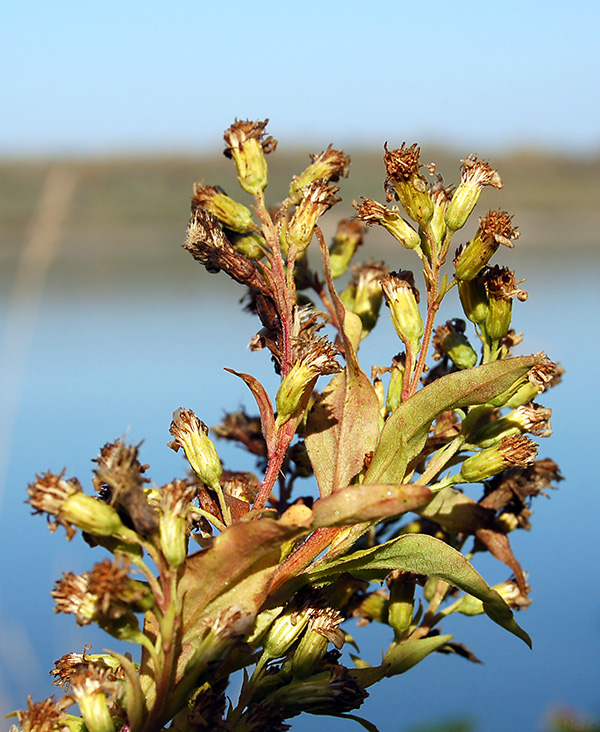 Image of Solidago virgaurea specimen.
