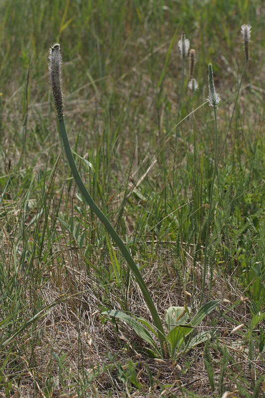 Image of Plantago media specimen.
