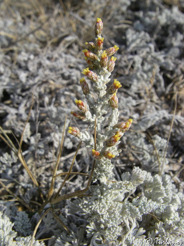 Image of Artemisia lercheana specimen.