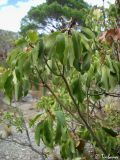 Arbutus andrachne