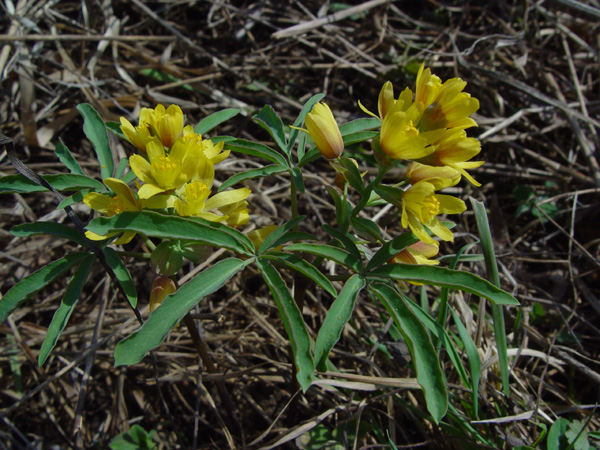 Изображение особи Gymnospermium altaicum.