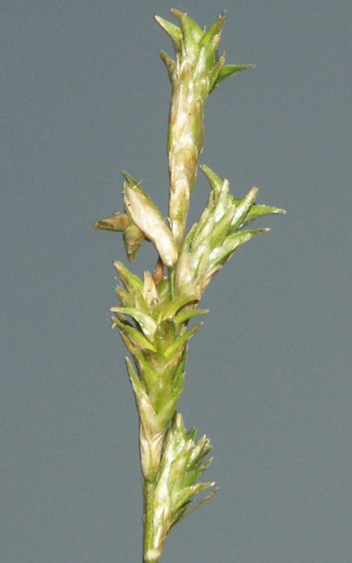 Image of Carex brizoides specimen.