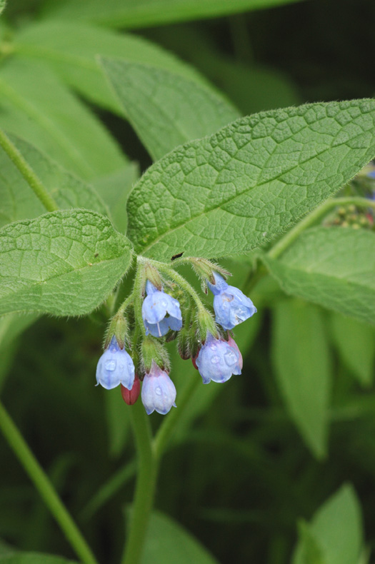 Изображение особи Symphytum caucasicum.