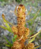 Rumex maritimus