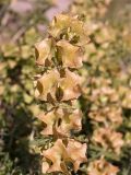Lagochilus platycalyx