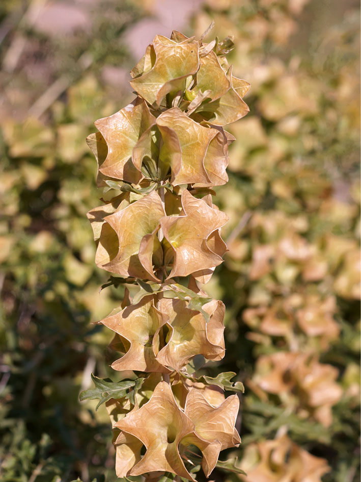 Image of Lagochilus platycalyx specimen.