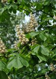 Aesculus hippocastanum