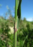 Calamagrostis langsdorffii