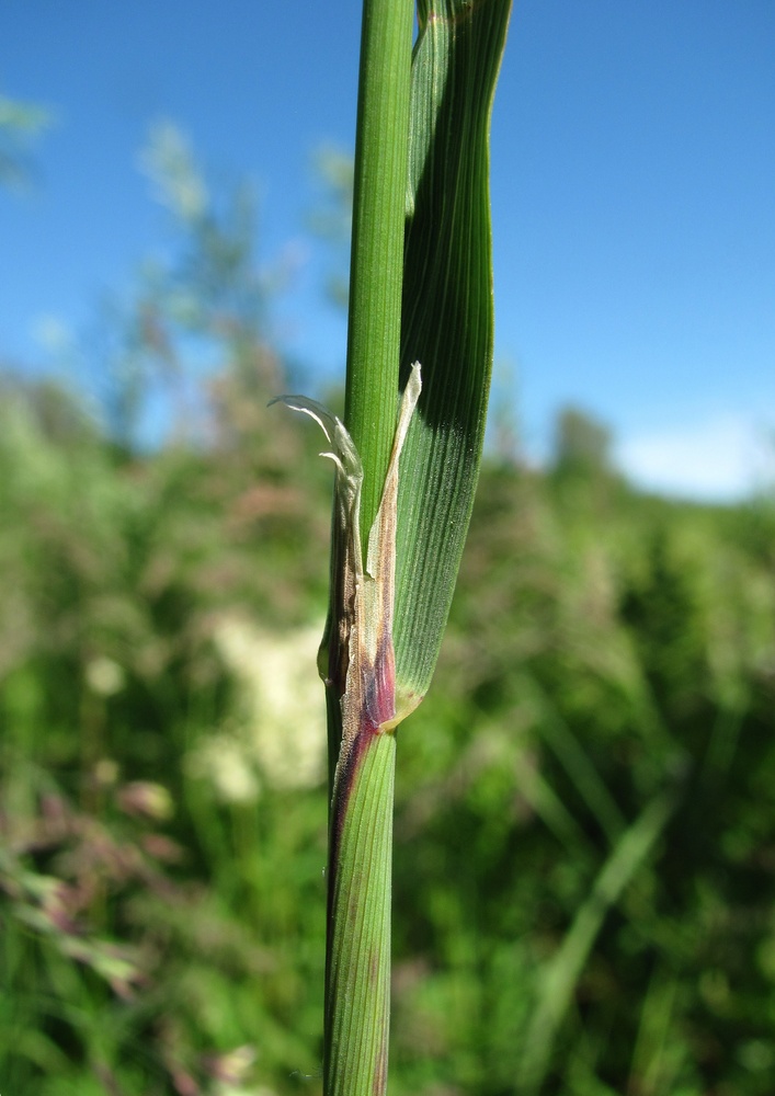 Image of Calamagrostis langsdorffii specimen.