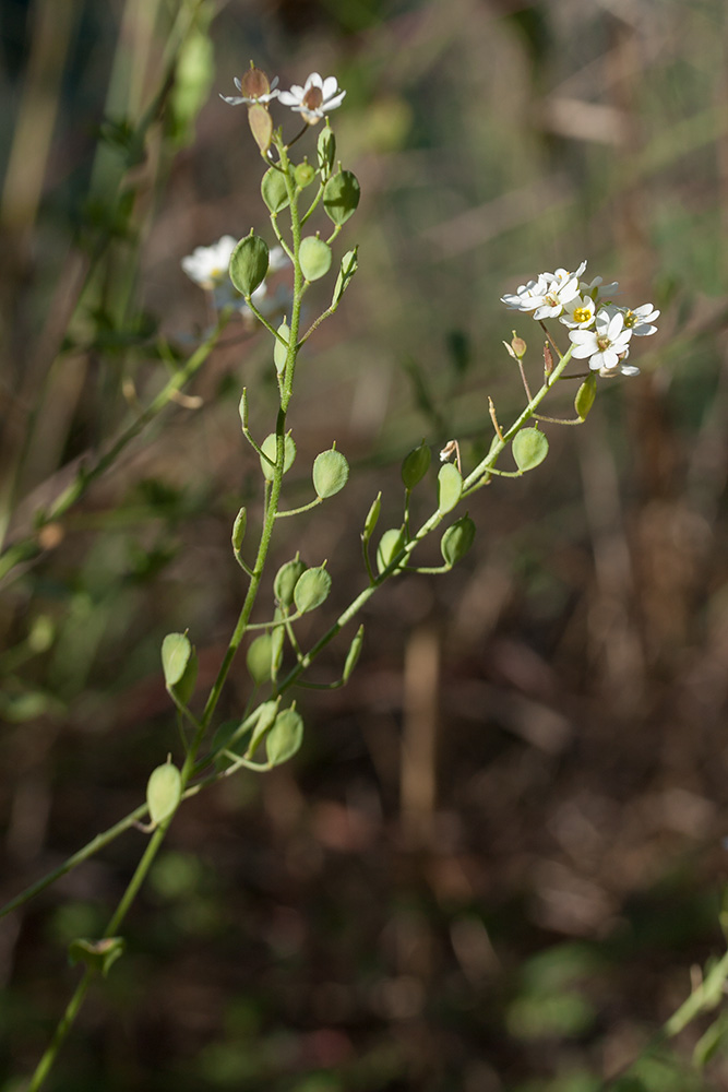 Изображение особи Berteroa mutabilis.