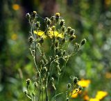 Hieracium umbellatum. Верхушка растения с нераспустившимися соцветиями. Московская обл., Раменский р-н, окр. ж.-д. платформы Хрипань, залежь. 30.07.2015.