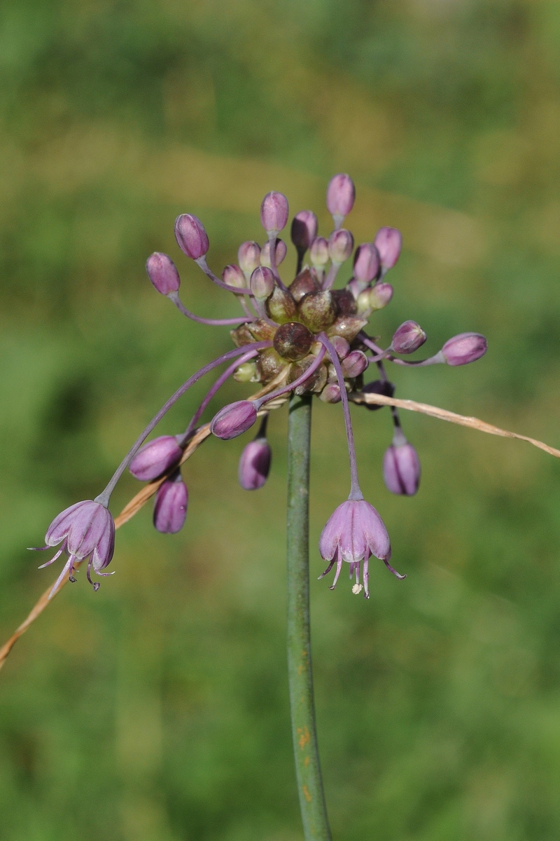 Image of Allium carinatum specimen.