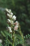 Myricaria bracteata