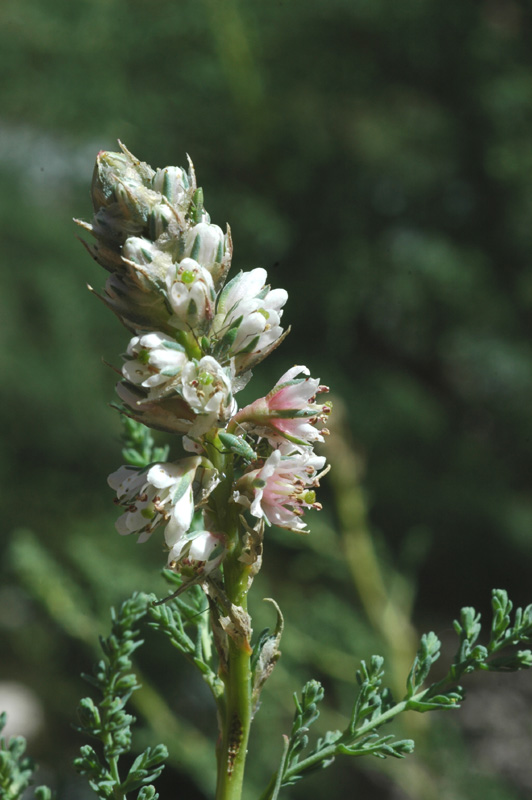 Изображение особи Myricaria bracteata.