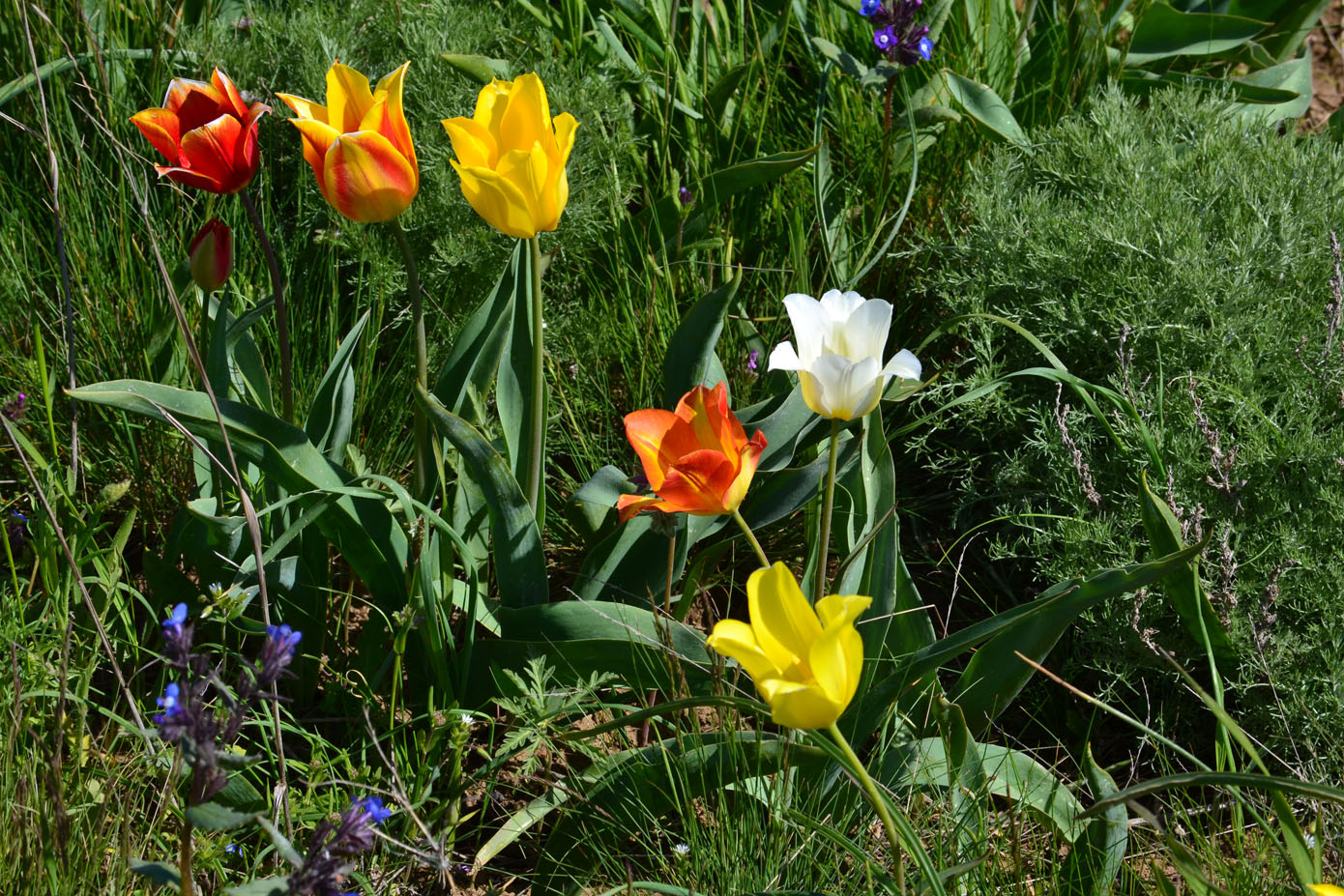 Изображение особи Tulipa suaveolens.