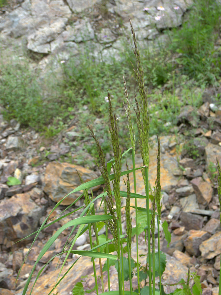 Image of Arrhenatherum elatius specimen.