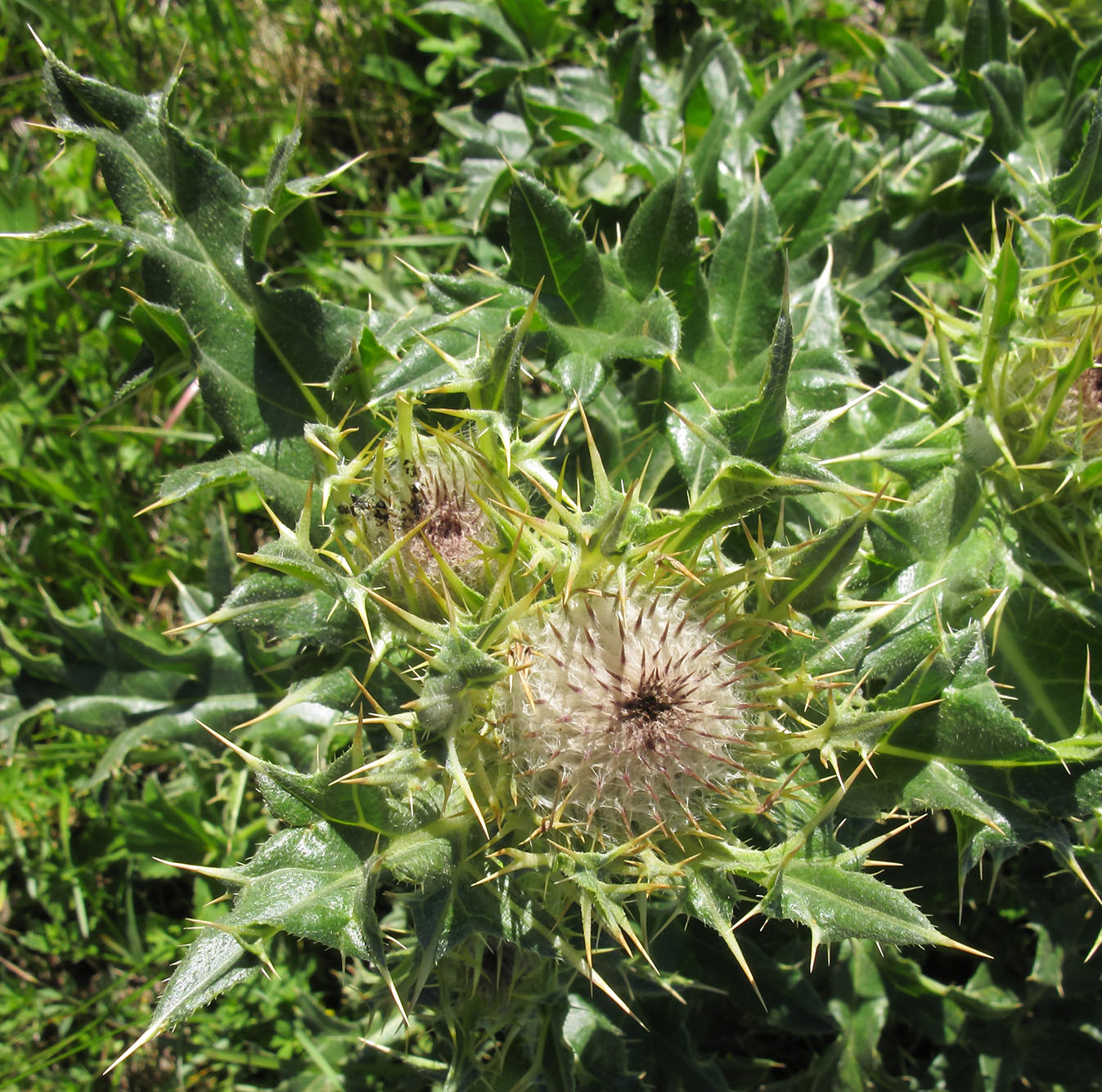 Изображение особи Cirsium pugnax.