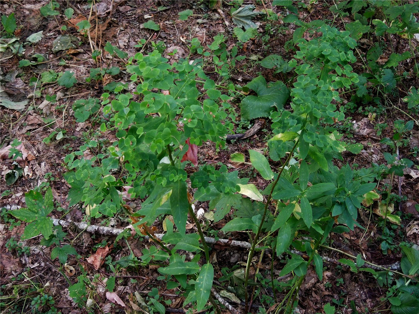 Изображение особи Euphorbia macroceras.