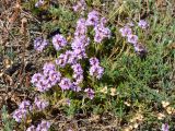 Thymus tauricus. Цветущее растение в петрофитной степи. Крым, Севастополь, Караньское плато. 02.06.2015.