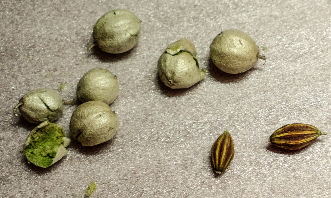 Image of Elaeagnus commutata specimen.
