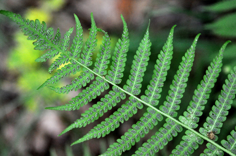 Изображение особи Lunathyrium pycnosorum.