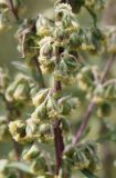 Artemisia gmelinii. Часть соцветия. Алтай, окр. пос. Манжерок. 26.08.2009.