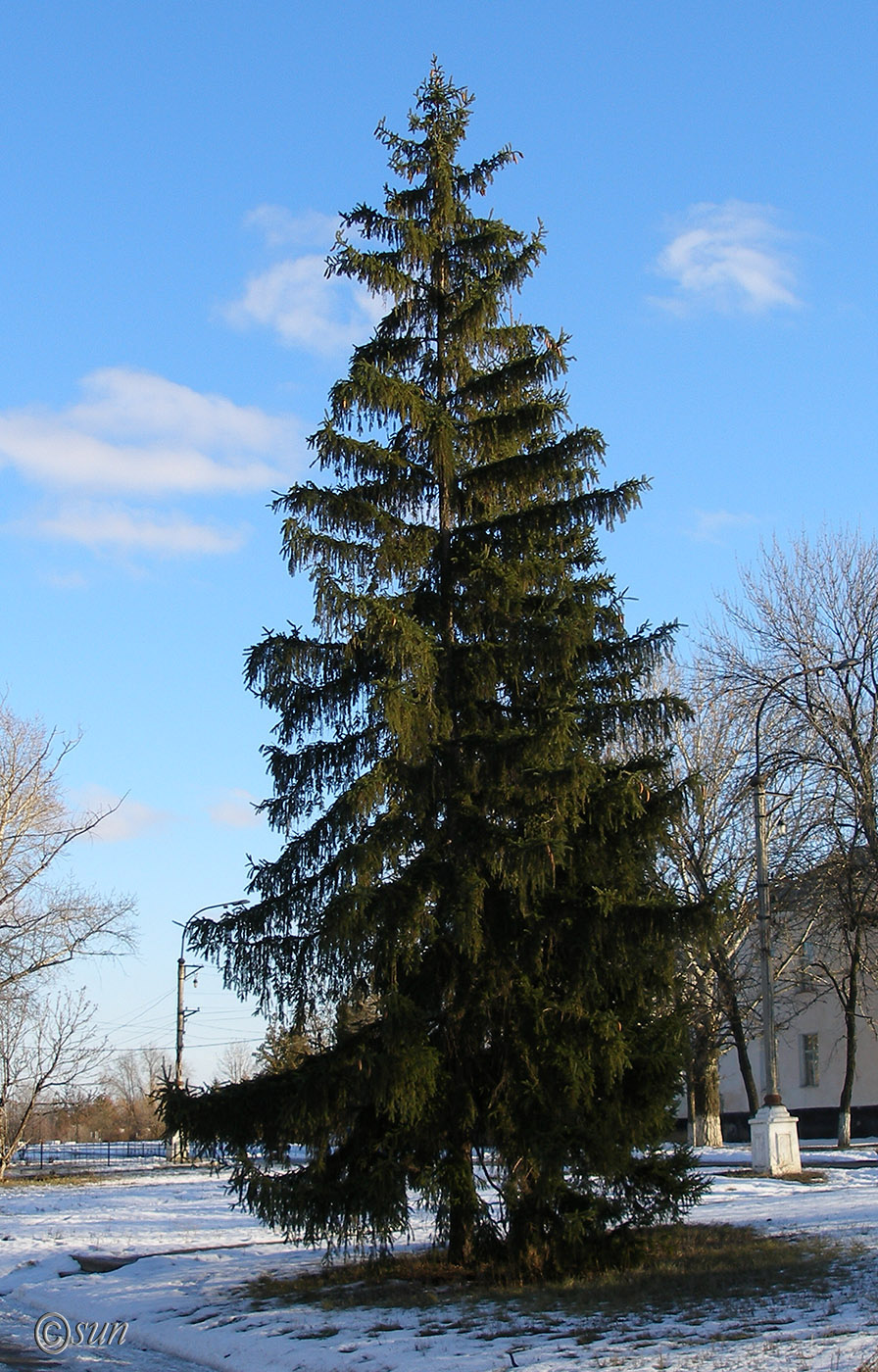 Image of Picea abies specimen.