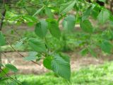 Ulmus laevis. Листья. Иркутск, в озеленении. 26.05.2014.