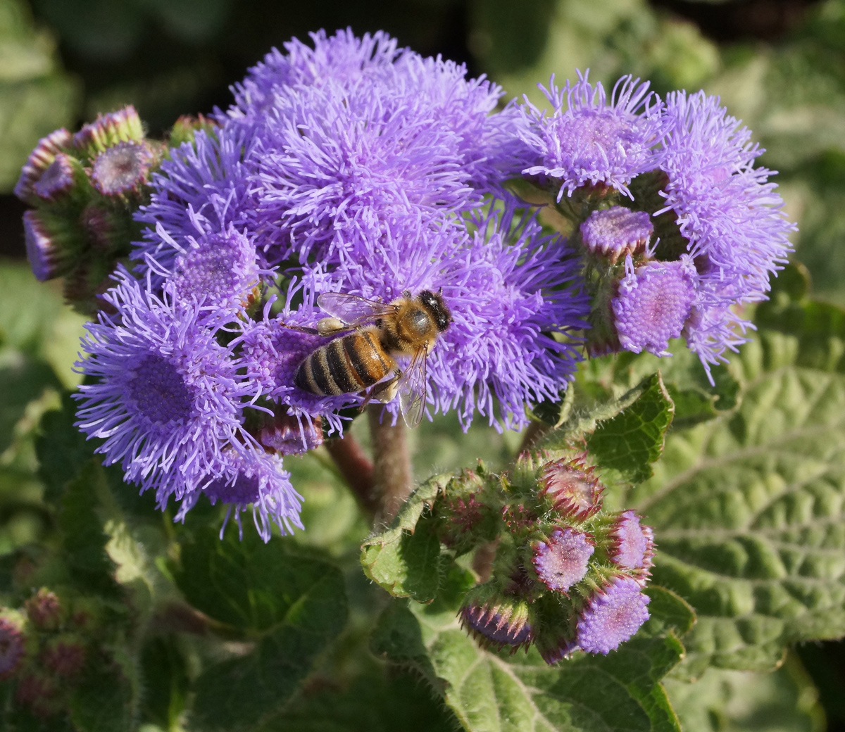 Image of Ageratum houstonianum specimen.