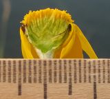 Anthemis marschalliana ssp. pectinata