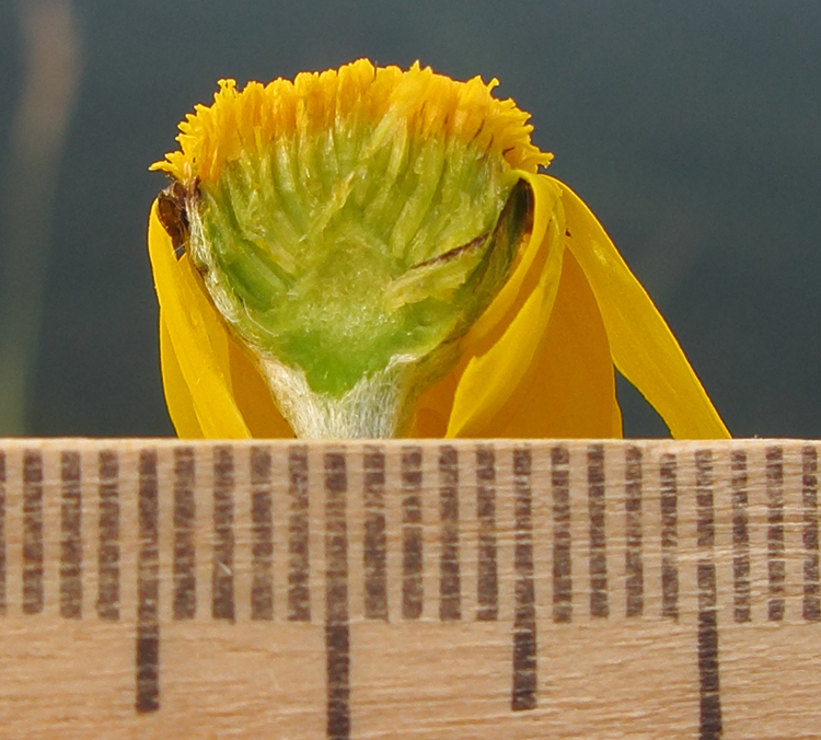 Image of Anthemis marschalliana ssp. pectinata specimen.