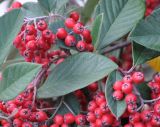 Cotoneaster variety serotinus