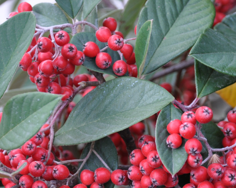 Изображение особи Cotoneaster glaucophyllus var. serotinus.