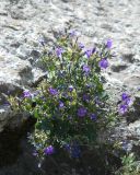 Campanula bayerniana