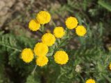 Tanacetum tanacetoides