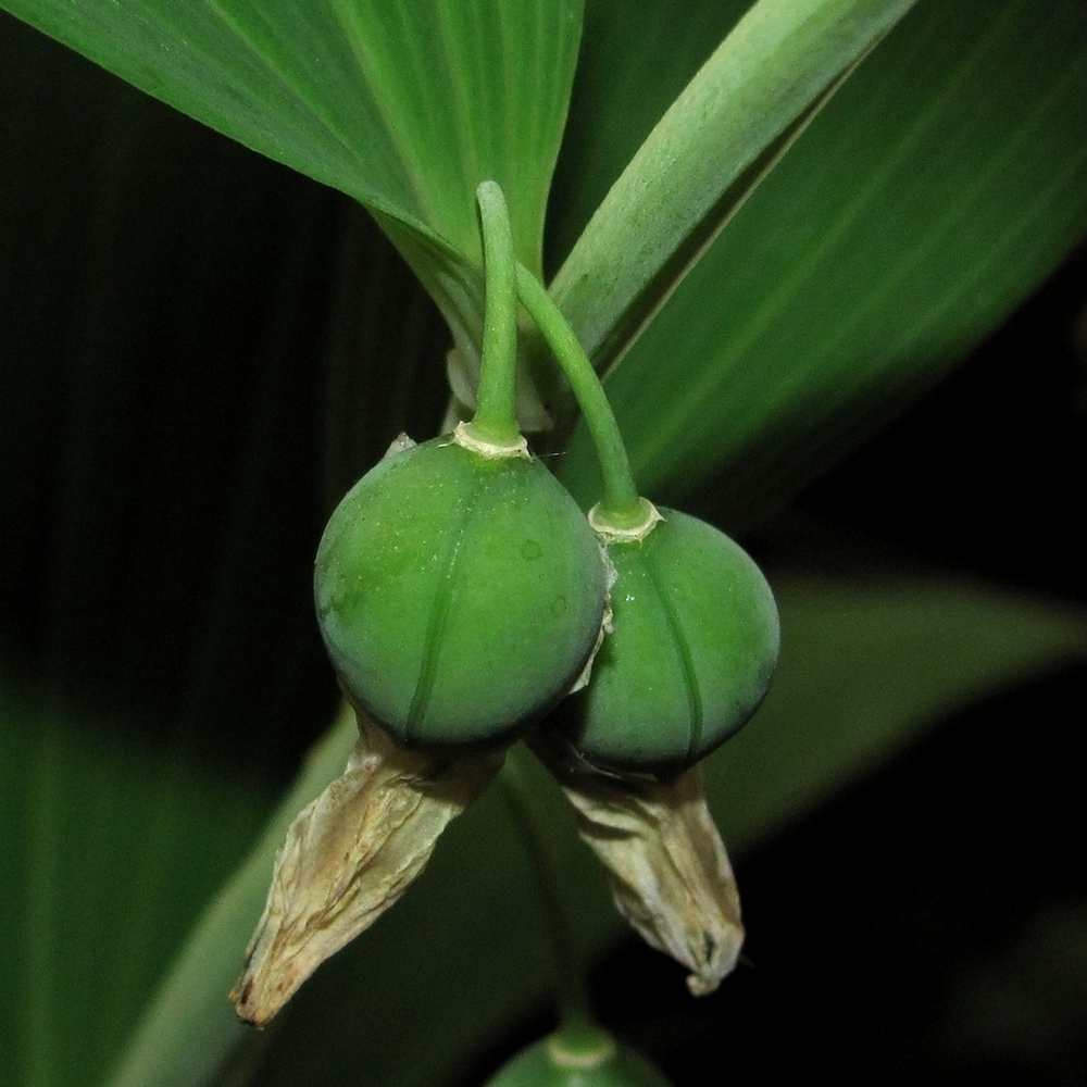 Image of Polygonatum odoratum specimen.