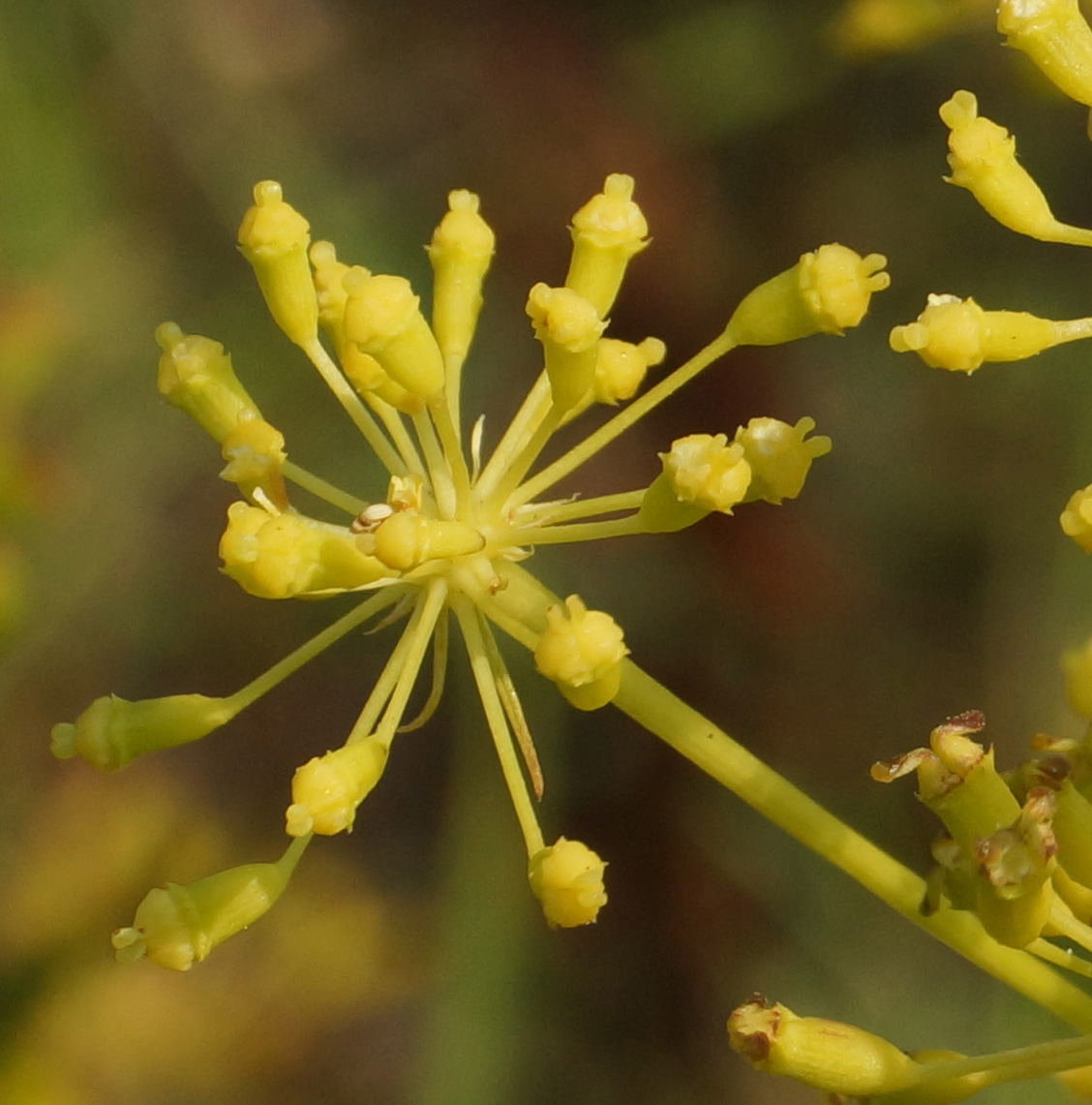 Изображение особи Peucedanum morisonii.