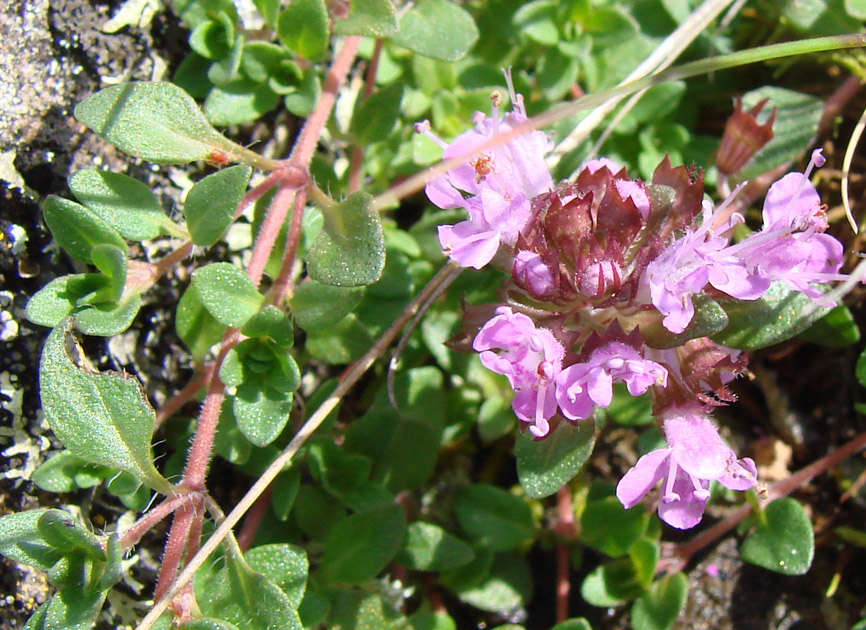 Изображение особи род Thymus.