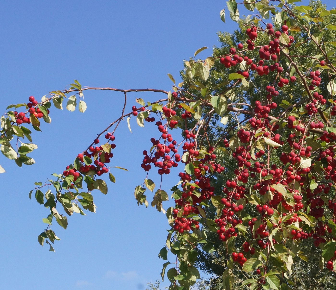 Изображение особи Malus domestica ssp. cerasifera.