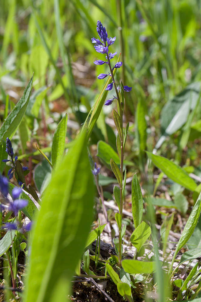 Image of Polygala amarella specimen.