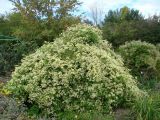 Clematis brevicaudata